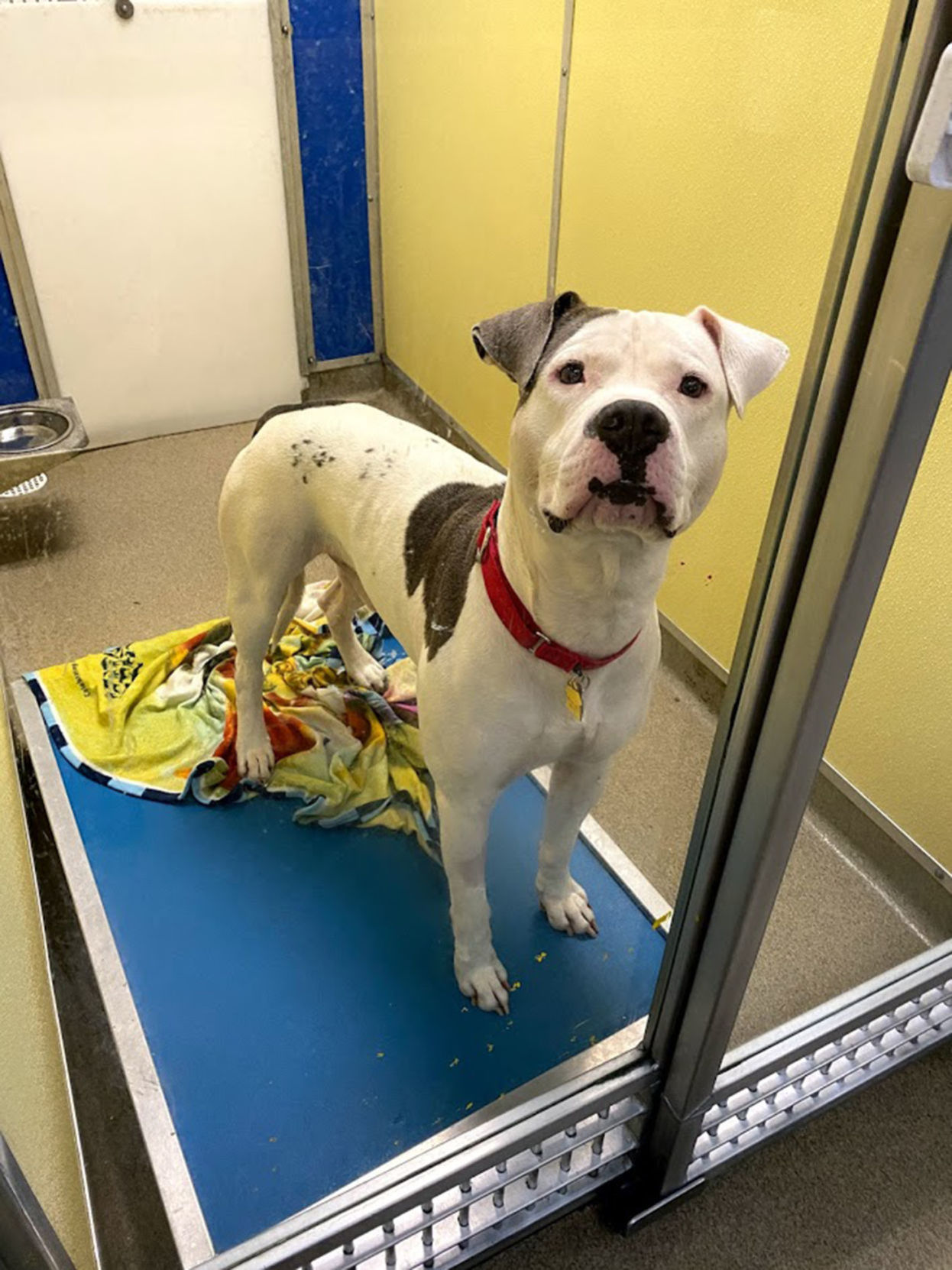 Last week's pet, still available: Oscar